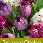 Growers choice Only $19.99 w/ FREE Glass Vase - One Dozen Rainbow Roses